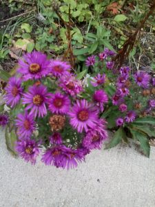 IMG_20141018_132637_2