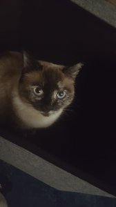 My cat again, this time in a box.