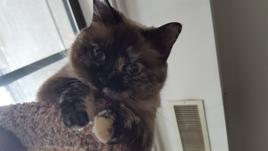 I don't know what to illustrate this with, so here is a photo of my cat.